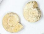 Lot: Perisphinctes Ammonite Fossils - Pieces #77171-1